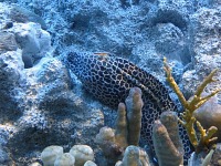 A moray and a shrimp. A moray and a shrimp.