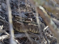 Rattlesnake. Rattlesnake.