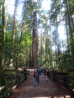 Redwood park in Felton. Redwood park in Felton.