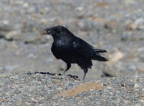 A seasoned raven is sizing up tourists for some snack opportunity. A seasoned raven is sizing up tourists for some snack opportunity.