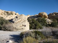 Dingo feels like at home in the Red Rock Canyon desert. Dingo feels like at home in the Red Rock Canyon desert.