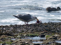 A gull on our favorite Davenport Landing beach has caught a mean crab. A gull on our favorite Davenport Landing beach has caught a mean crab.