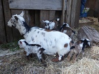 Here is Fawn still with her whole litter. Here is Fawn still with her whole litter.