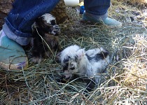Blizzard and Tuxedo, later rejected by Fawn. Blizzard and Tuxedo, later rejected by Fawn.