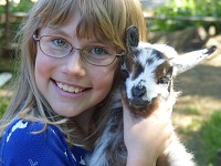 Baby goats are apparently enjoying the children's affection.