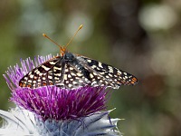 A butterfly at Garrapata.