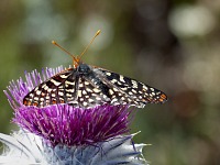 A butterfly at Garrapata. A butterfly at Garrapata.