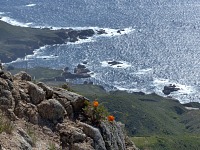 Garrapata — poppies.