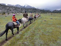 Horses are trained to walk in a line (apparently mine is not).