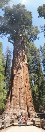 Kids are a bit lost at the foot of General Sherman Tree.