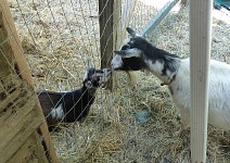 Twilight & Dixie. Twilight & Dixie.