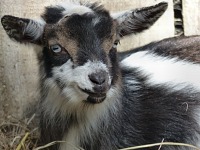 Our baby goat Twilight.