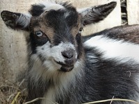 Our baby goat Twilight. Our baby goat Twilight.