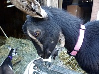 Our new goat — Licorice.