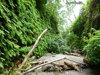 Fern Canyon.