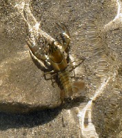 A crayfish in the clear water of Roosevelt Lake.