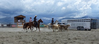 Farmářské rodeo v Bridgeportu.