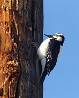 A woodpecker. A woodpecker.