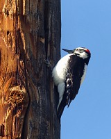 A woodpecker.