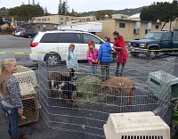 Goats in a pen.