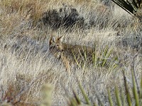 A coyote.