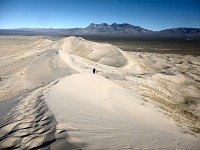 Hippo in the dunes.