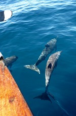 The dolphins surfed on waves the boat made. The dolphins surfed on waves the boat made.