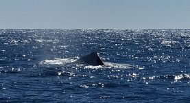 Humpback Humpback