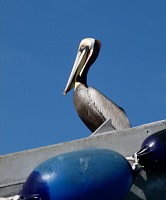 A pelican. A pelican.