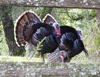 Wild turkeys near the stables. Wild turkeys near the stables.