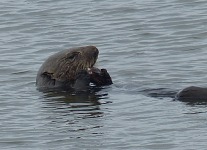 A sea otter with a crab at Moss Landing. A sea otter with a crab at Moss Landing.
