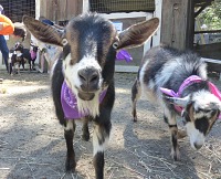 Help, too many goats! Help, too many goats!