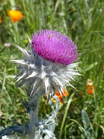 A thistle at Garrapata A thistle at Garrapata
