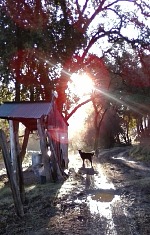 Still life with goats. Still life with goats.