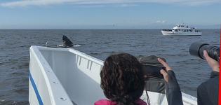 Whale's mouth sticking out. Whale's mouth sticking out.
