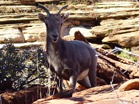 Wild and rare bighorn sheep stood only a few paces away from us.