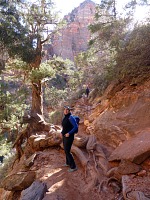 On a comfortable trail to the lookout to Zion Canyon, we
were soon to encounter a surprise. On a comfortable trail to the lookout to Zion Canyon, we
were soon to encounter a surprise.