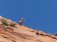 A ram appeared on the horizon. A ram appeared on the horizon.