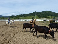 Sue watches the gate, Ned and I chase the cows. Sue watches the gate, Ned and I chase the cows.