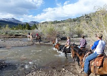 Usual small creeks were reaching the horses' bellies this year. Usual small creeks were reaching the horses' bellies this year.
