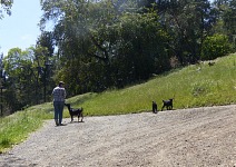 Walking with goats. Walking with goats.