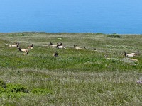 Odpočívající jelení stádo na McLures Beach.