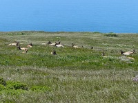 Resting elk herd at McLures Beach. Resting elk herd at McLures Beach.