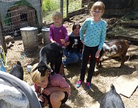 There's always commotion in the goat run. There's always commotion in the goat run.