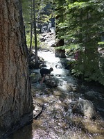 Children naturally amused themselves at the creek.