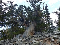 Bristlecone pines, two days and one state (Nevada) later.