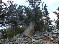 Borovice osinaté o dva dny a jeden stát (Nevada) dále. Borovice osinaté o dva dny a jeden stát (Nevada) dále.