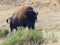 Bison near Thermopolis, Wyoming.