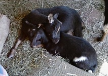 Licorice rejected Berry and cuddled only with her daughter Starburst.