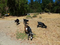 Our little herd shrunk to mere four goats.